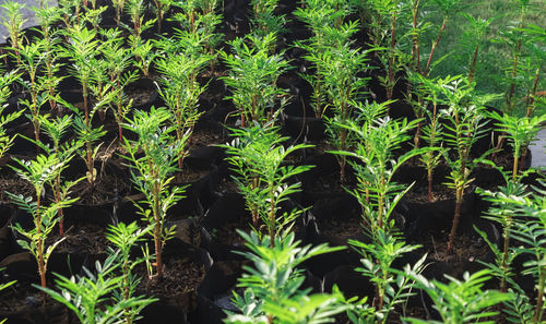 High angle view of crops growing on field