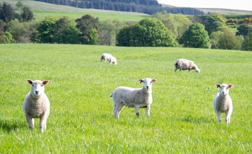 Sheep on grassy field