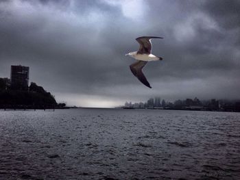 Seagull flying over sea
