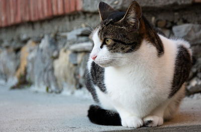 Close-up of a cat looking away