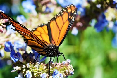 Close-up of butterfly pollinating on blue flowers