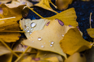 Close-up of raindrops on maple leaves