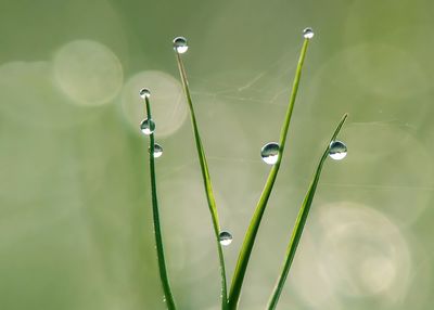 Close-up of water drops on plant