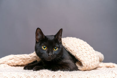 Funny cute black cat with yellow eyes lies on sofa covered with blanket on gray