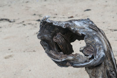 Close-up of animal skull on wood