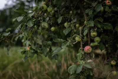 Close-up of fruits growing on plant