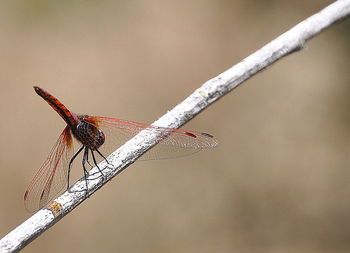Close-up of damselfly perching on pole