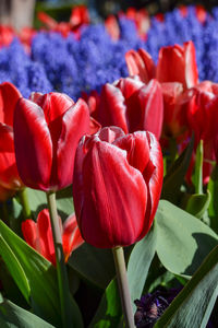 Close-up of red tulips