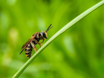 Close-up of insect on leaf