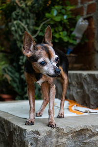 Portrait of a dog looking away