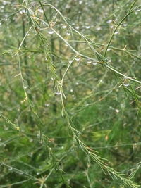 Close-up of wet crops on field