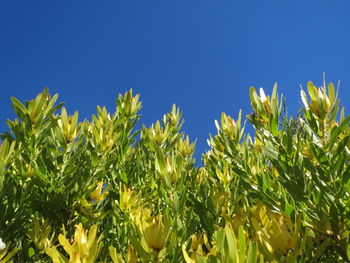 Plants against clear blue sky