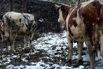 Cows standing on field during winter