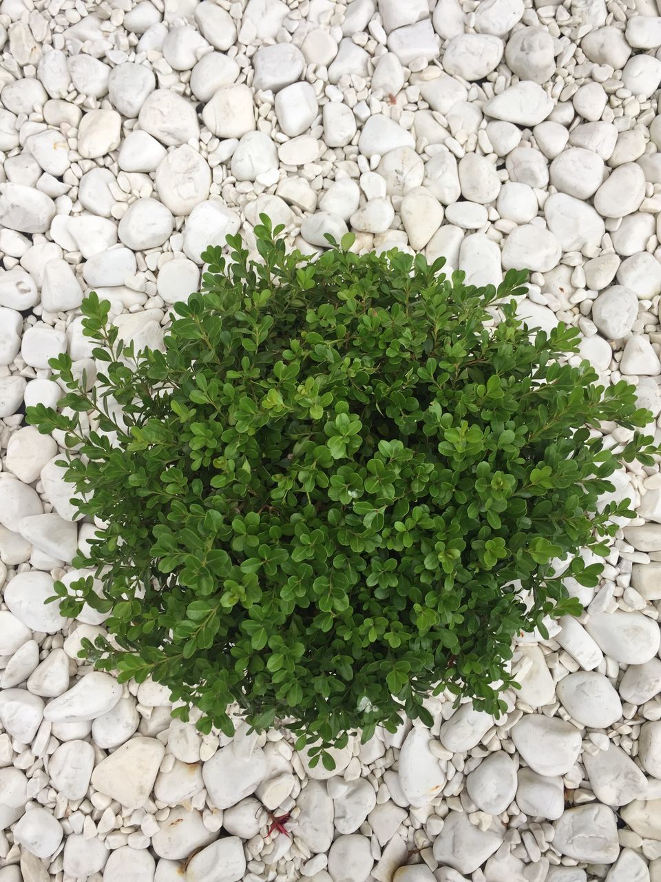 DIRECTLY ABOVE SHOT OF FRESH GREEN PLANTS AND STONES