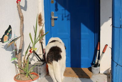 Cat on wall