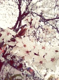 Low angle view of cherry blossoms