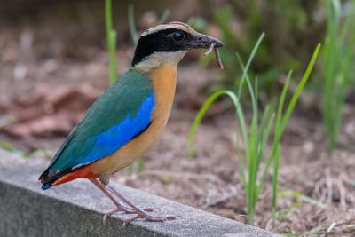 Close-up of a bird perching on a land