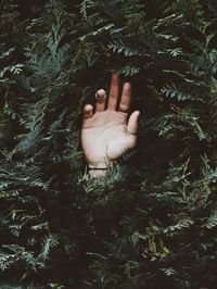 Person hand in a bush