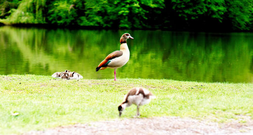 View of birds on grass