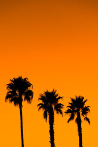 Silhouette palm trees against orange sky