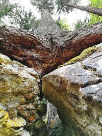 Low angle view of tree trunk against sky