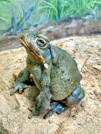 Close-up of frog on rock