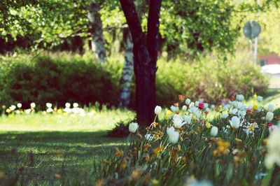 Plants and trees growing at park