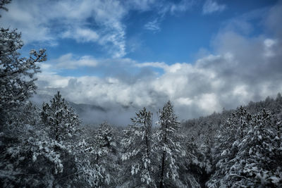 Low angle view of trees against sky during winter