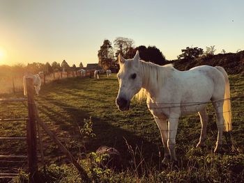 Horse standing in ranch against sky