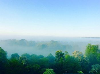 High angle view of trees in foggy weather