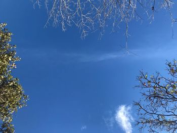 Low angle view of trees against blue sky