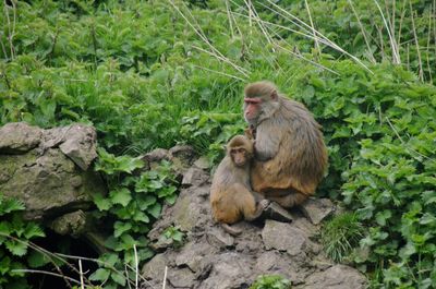 Monkey sitting on rock