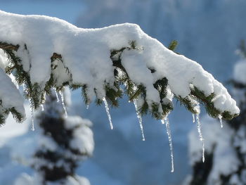 Close-up of snow covered pine tree