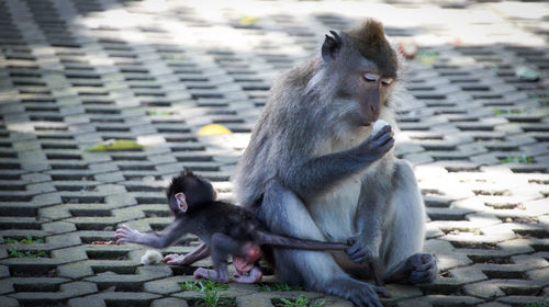 Monkey sitting outdoors