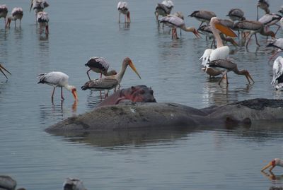 Ducks in a lake