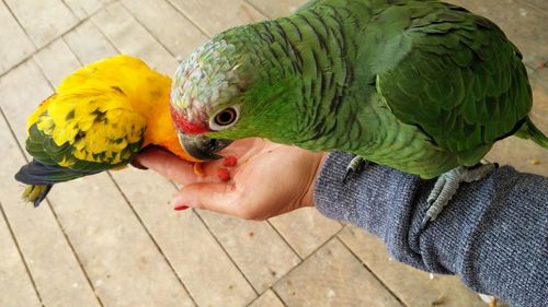 High angle view of hand holding yellow flower