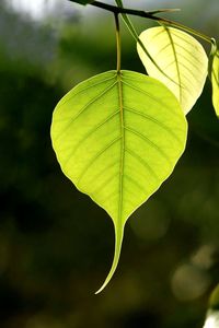 Close-up of green leaves