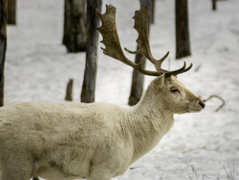 Close-up of horse