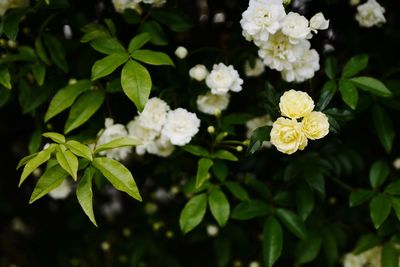 Close-up of white flowers blooming outdoors