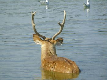 View of deer in lake