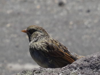 Close-up of bird perching outdoors