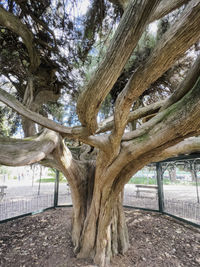 Trees in park