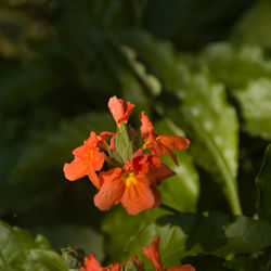 Close-up of red flowering plant