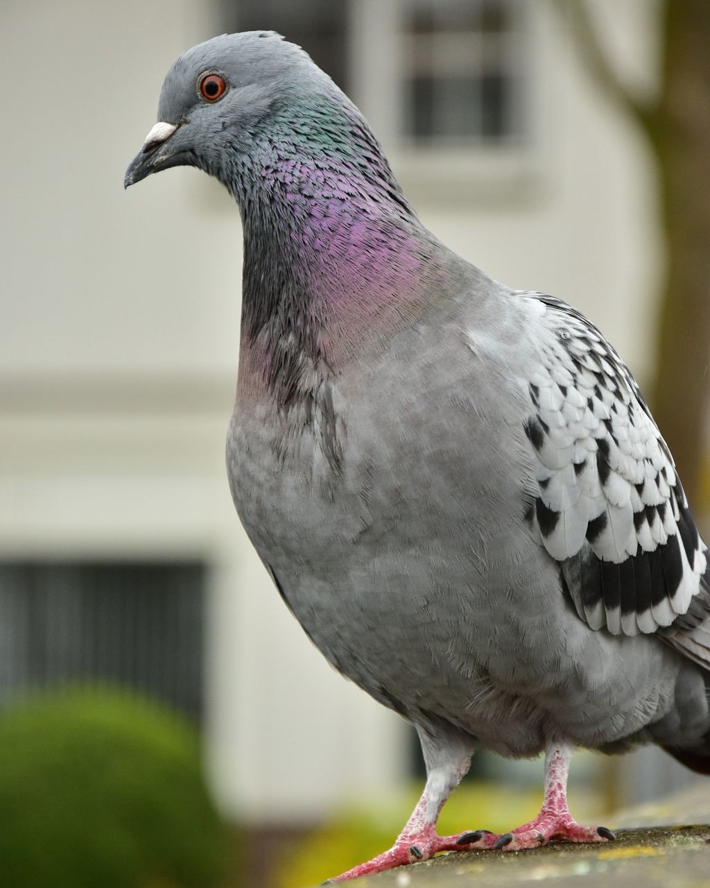 bird, vertebrate, animal themes, animal, one animal, animals in the wild, focus on foreground, animal wildlife, close-up, day, no people, pigeon, perching, side view, nature, outdoors, looking away, beak, architecture, looking, animal head, profile view