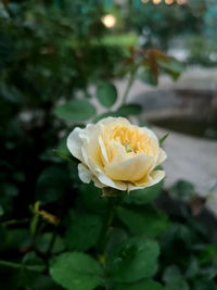 Close-up of white rose