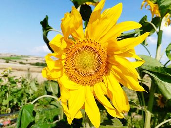 Close-up of sunflower growing on field against sky