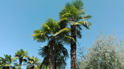 Low angle view of palm trees against blue sky