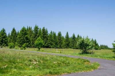 Scenic view of trees on field against clear sky