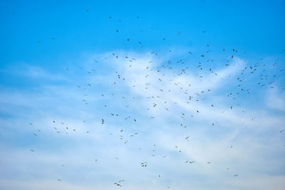 Low angle view of birds flying in sky