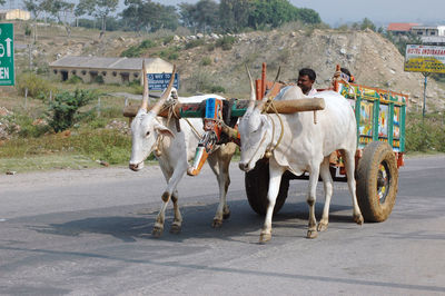 Group of people riding motorcycle on road